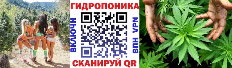 Бошки марихуана Amnesia Пудож